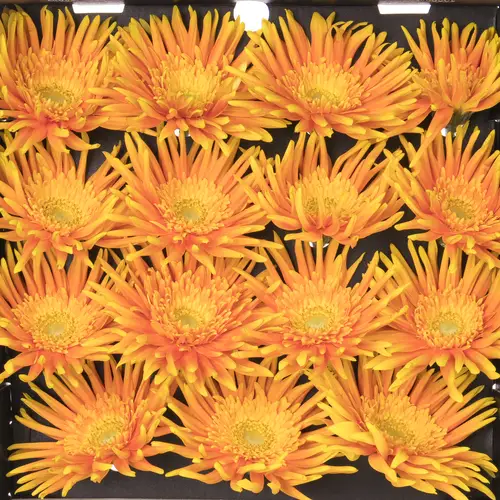 Gerbera orange/gelb Pastini Flair