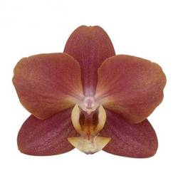 Phalaenopsis braun Horizion 10+Blüte 55cm
