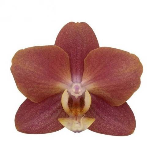 Phalaenopsis braun Horizion 10+Blüte 55cm