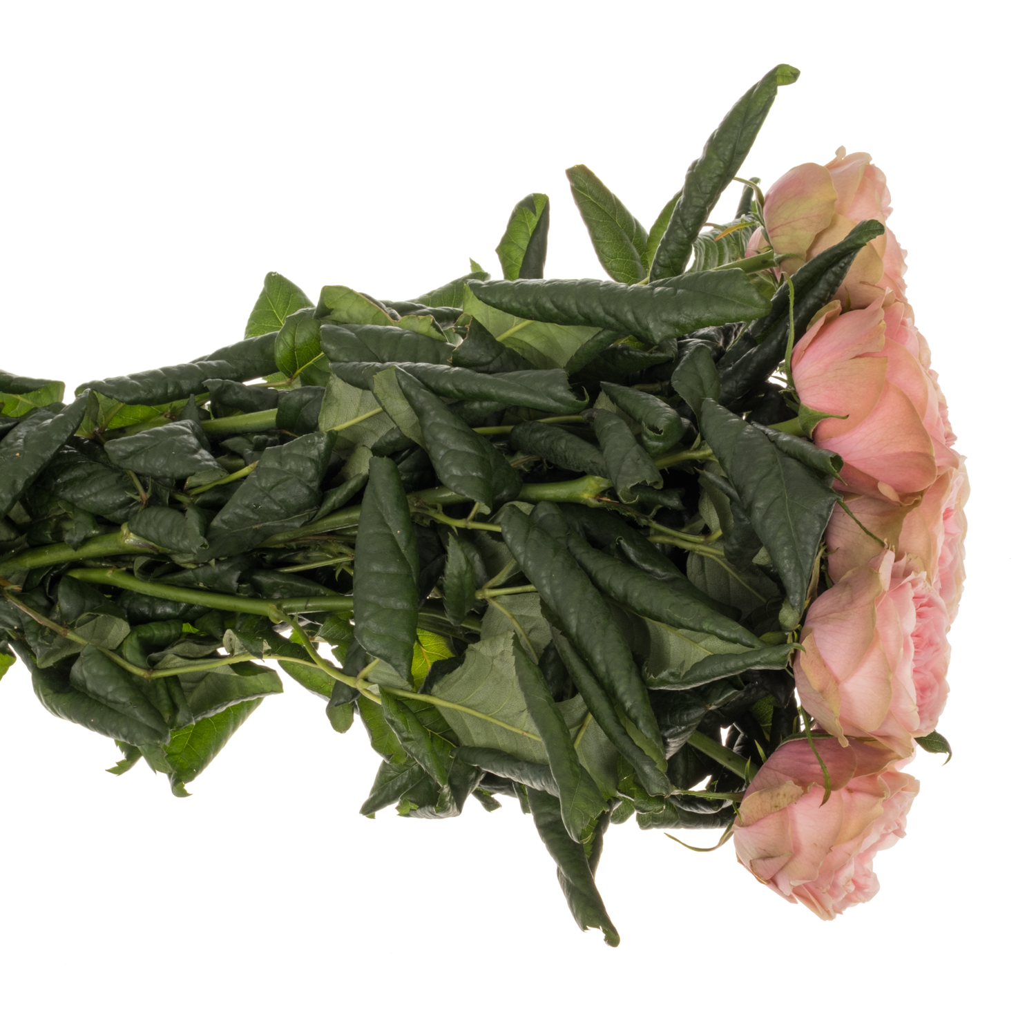 Rose rosa Villa Romanza gefüllt 50cm