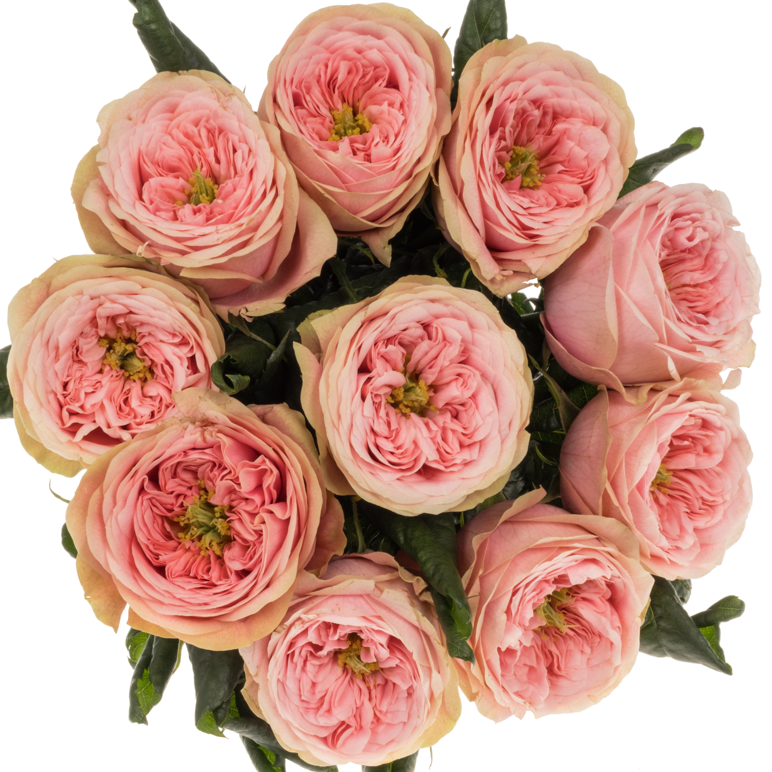Rose rosa Villa Romanza gefüllt 50cm