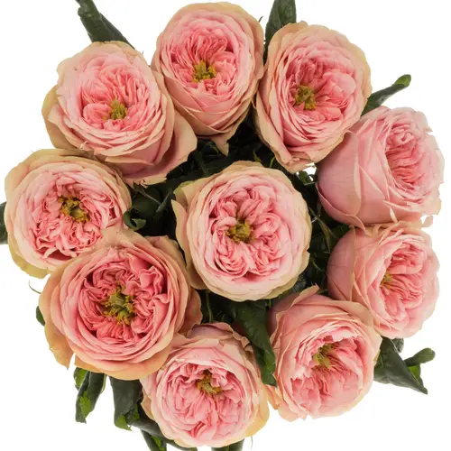 Rose rosa Villa Romanza gefüllt 50cm
