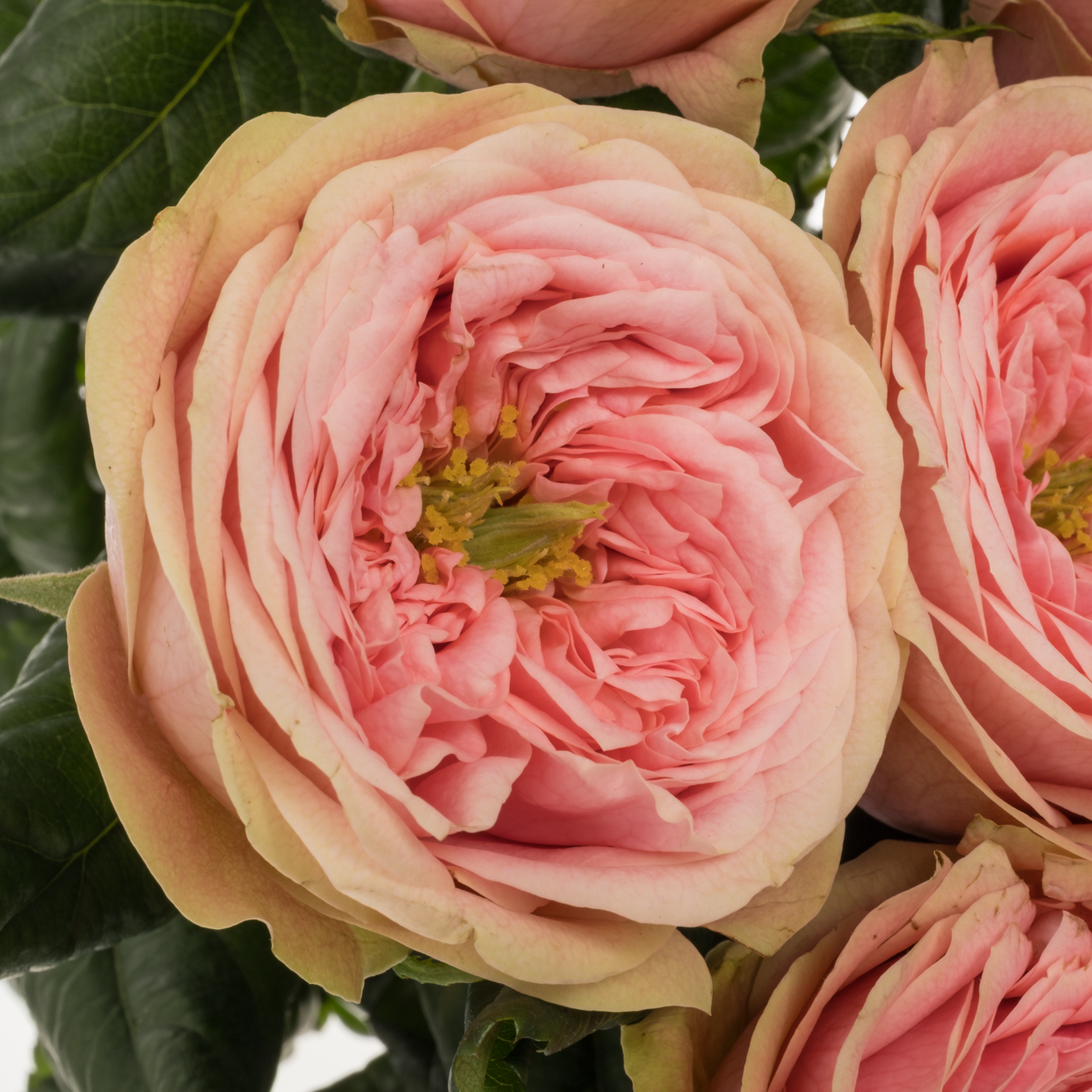 Rose rosa Villa Romanza gefüllt 50cm