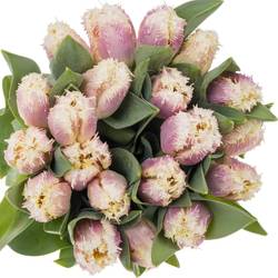 Tulpe lila/creme gezackt Hawai 40 Gramm