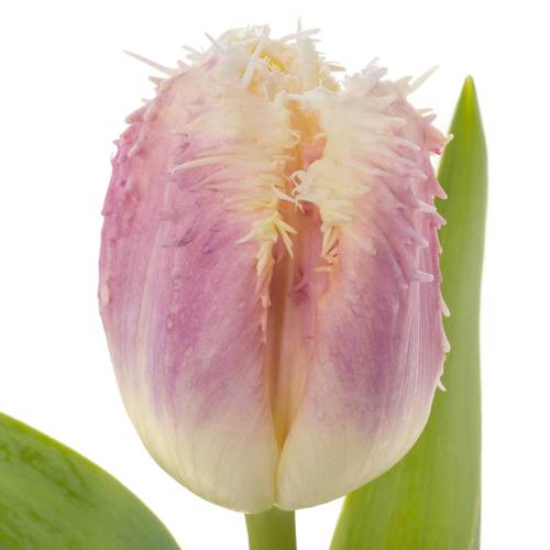 Tulpe lila/creme gezackt Hawai 40 Gramm