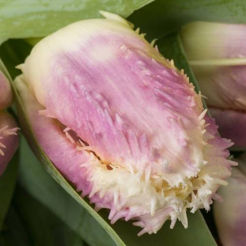 Tulpe lila/creme gezackt Hawai 40 Gramm