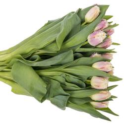 Tulpe lila/creme gezackt Hawai 40 Gramm