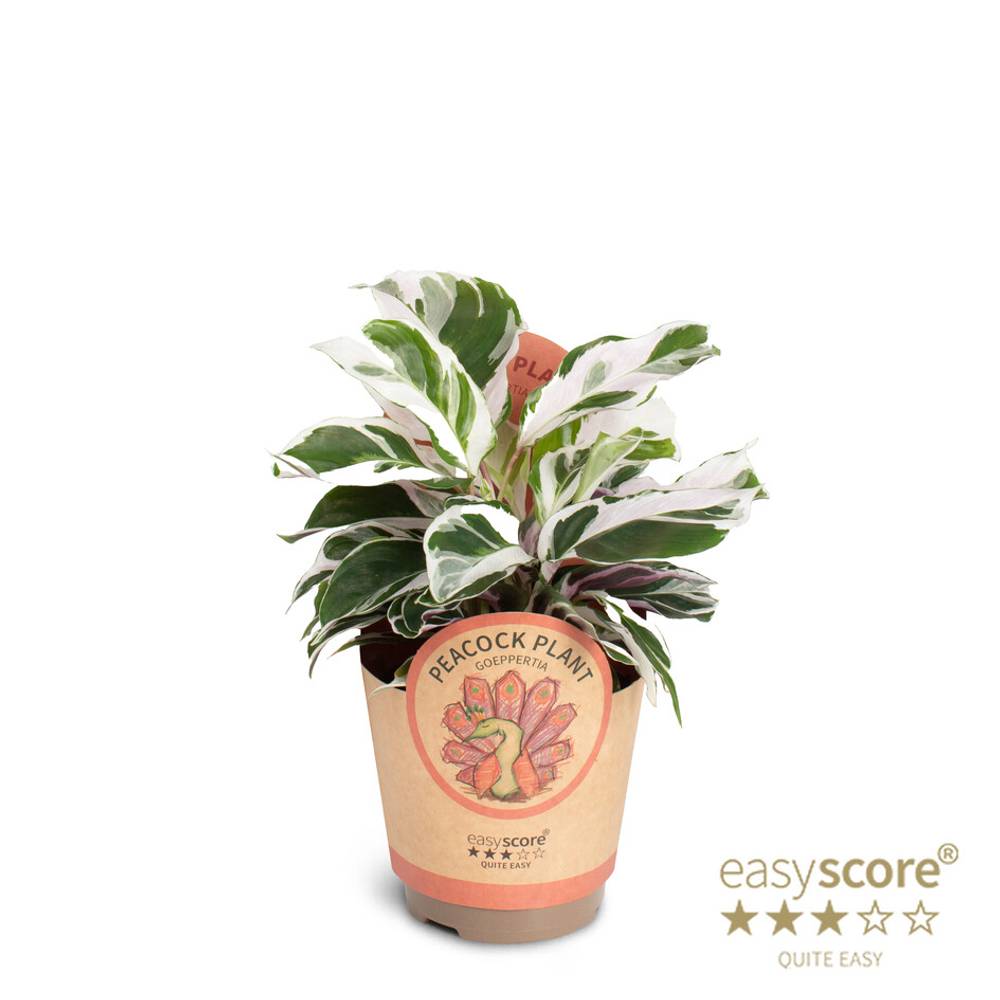 Calathea Species T11 H025