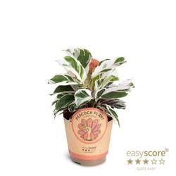 Calathea Species T11 H025