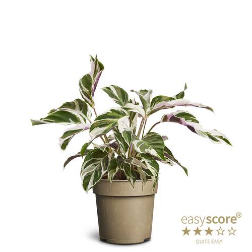 Calathea Species T11 H025