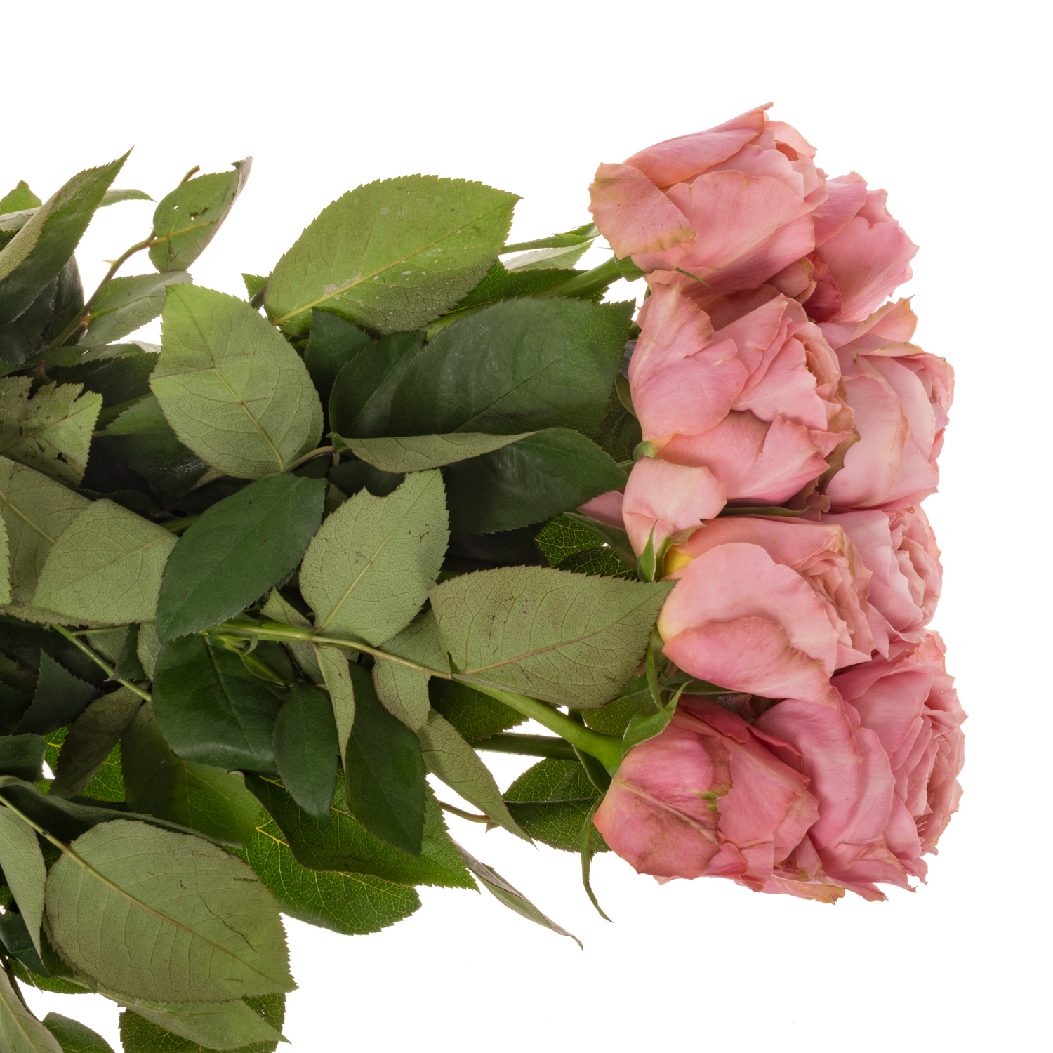 Rose rosa Romantic Antike 50cm duftend