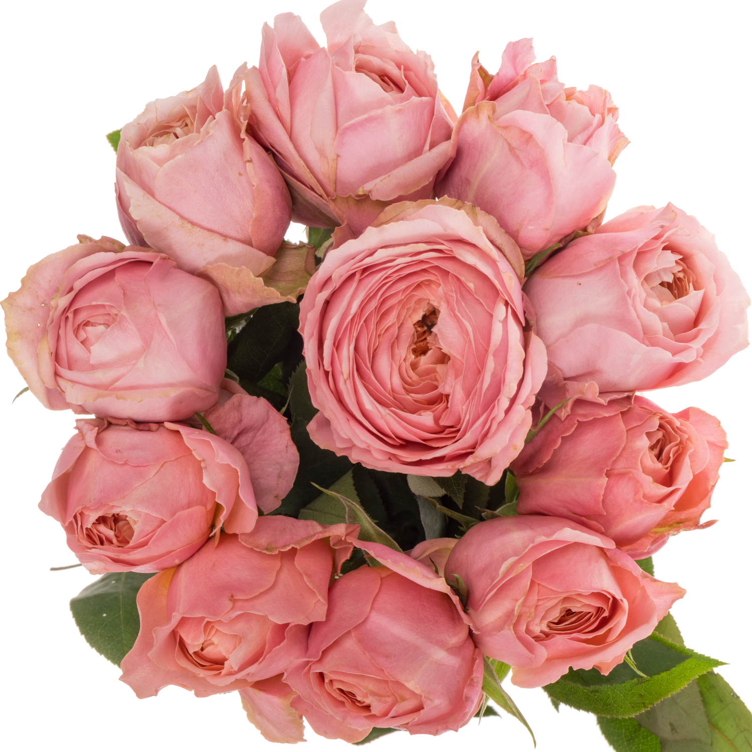 Rose rosa Romantic Antike 50cm duftend