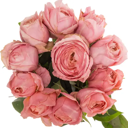 Rose rosa Romantic Antike 50cm duftend