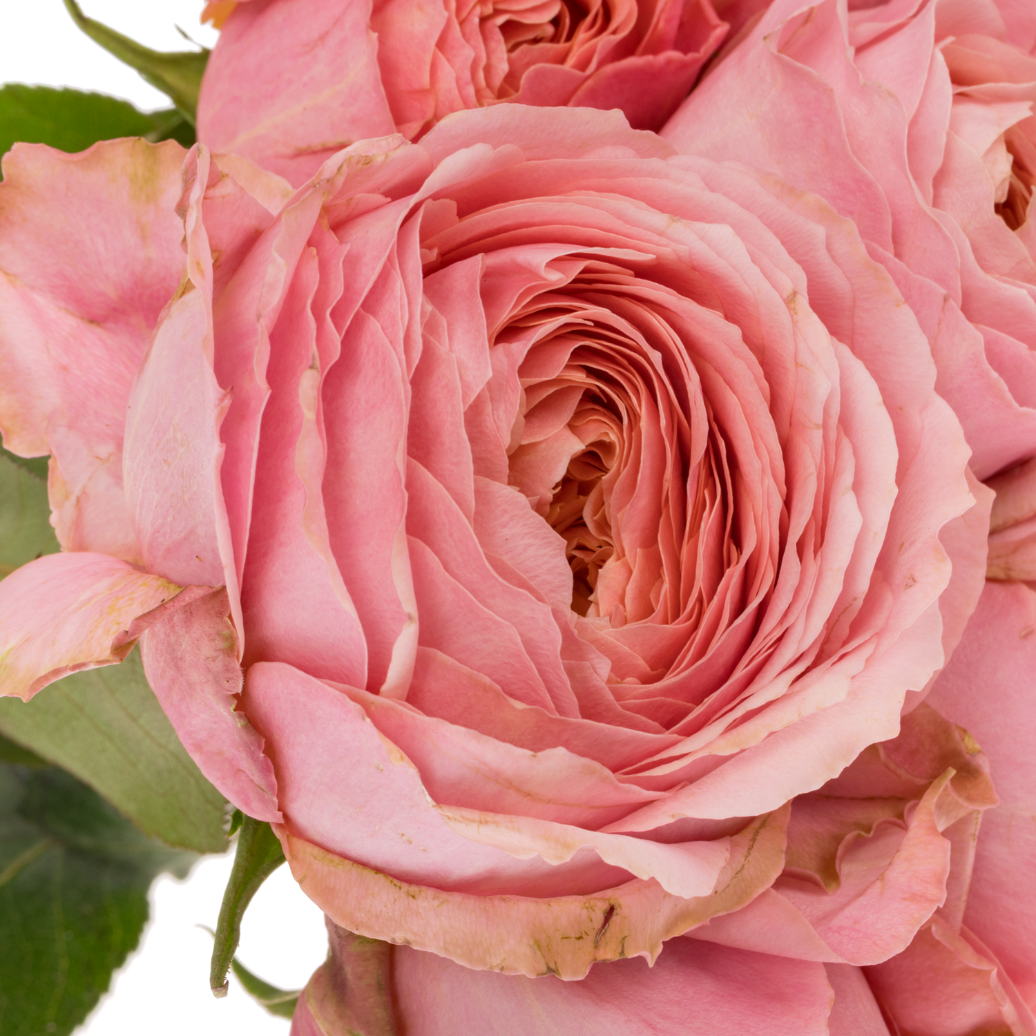 Rose rosa Romantic Antike 50cm duftend