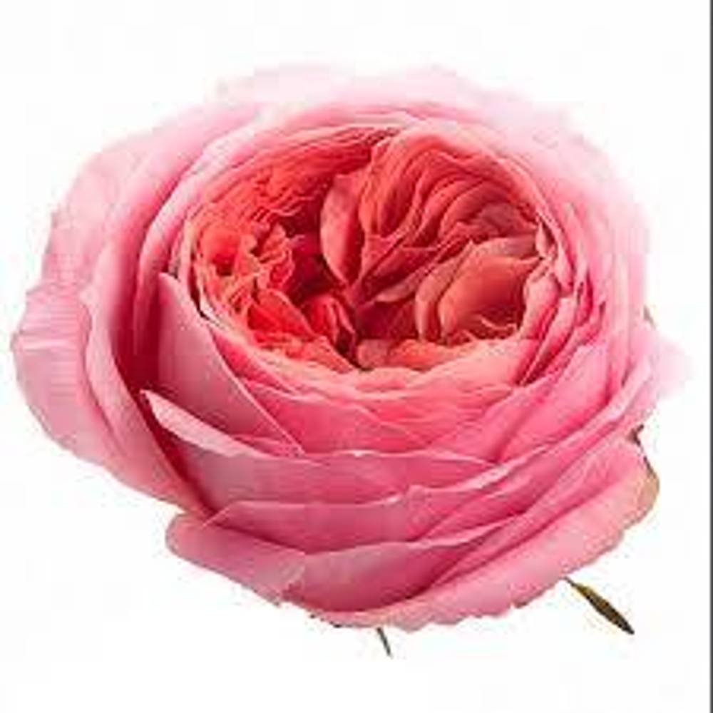 Rose rosa Romantic Antike 50cm duftend