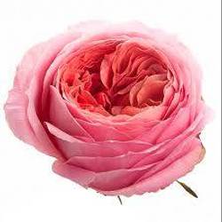 Rose rosa Romantic Antike 50cm duftend
