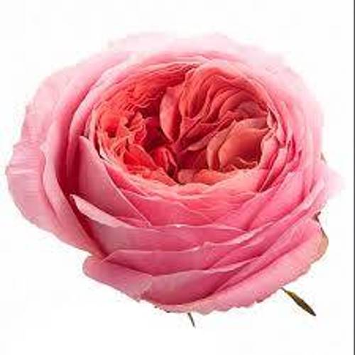Rose rosa Romantic Antike 50cm duftend