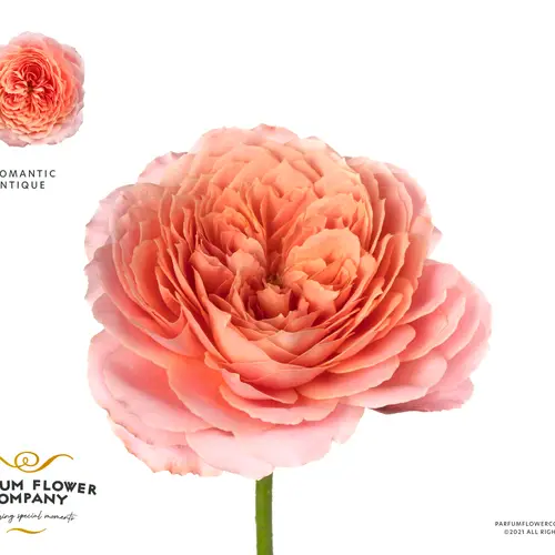 Rose rosa Romantic Antike 50cm duftend