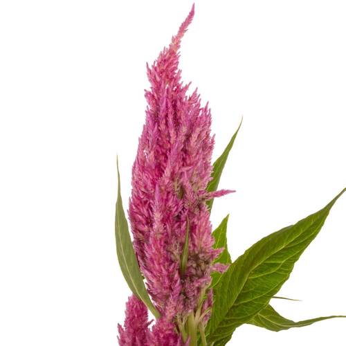 Celosia rosa Sunday Bright 75cm