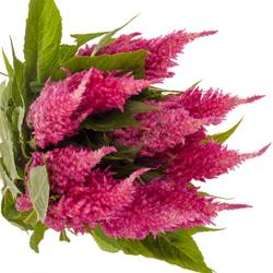 Celosia rosa Sunday Bright 75cm