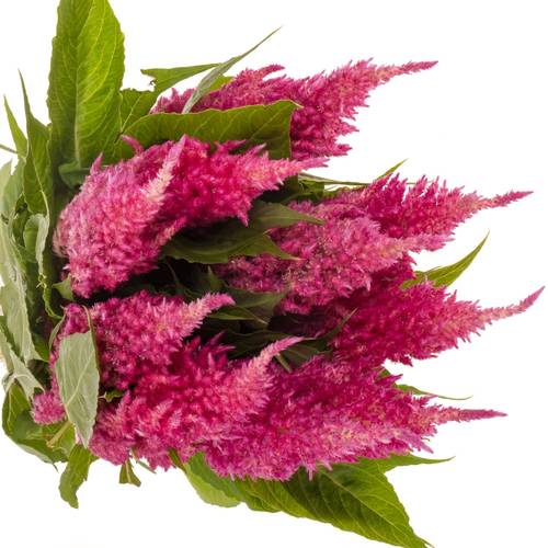 Celosia rosa Sunday Bright 75cm
