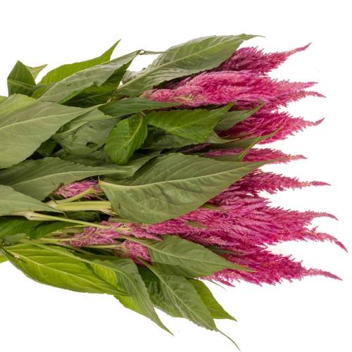 Celosia rosa Sunday Bright 75cm