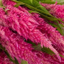 Celosia rosa Sunday Bright 75cm