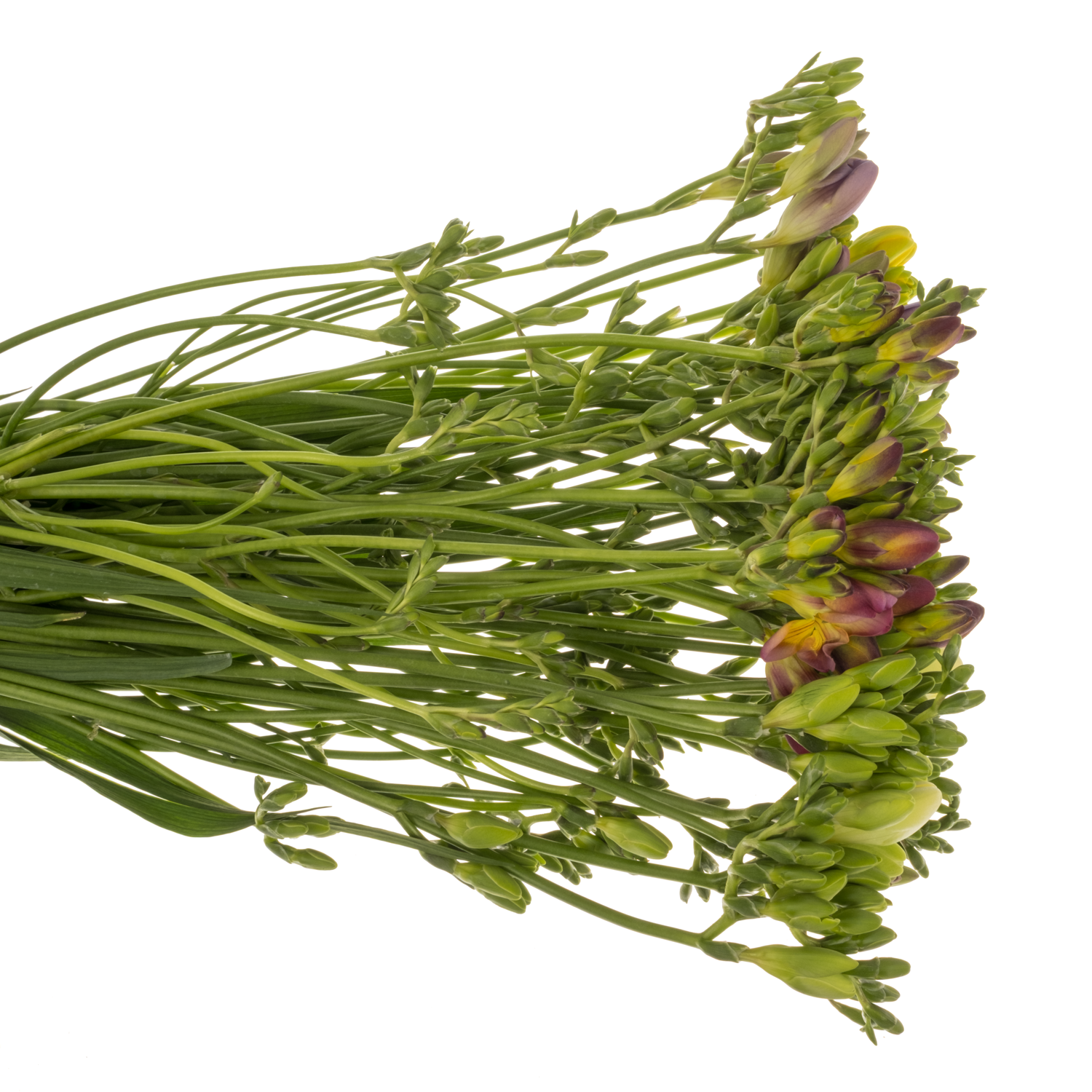 Freesie mix bos floweres 16 Gramm