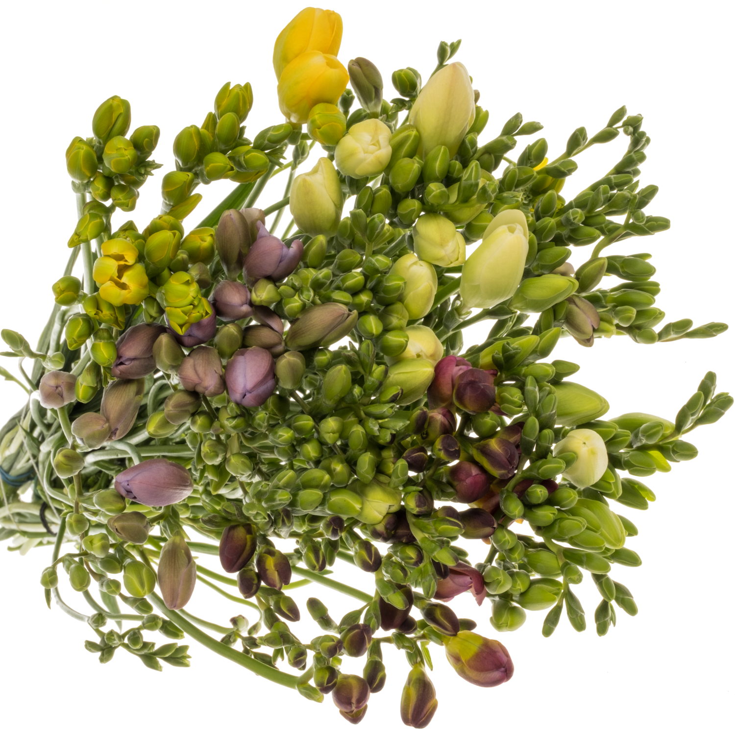 Freesie mix bos floweres 16 Gramm