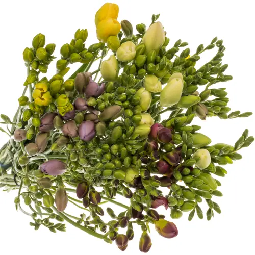 Freesie mix bos floweres 16 Gramm