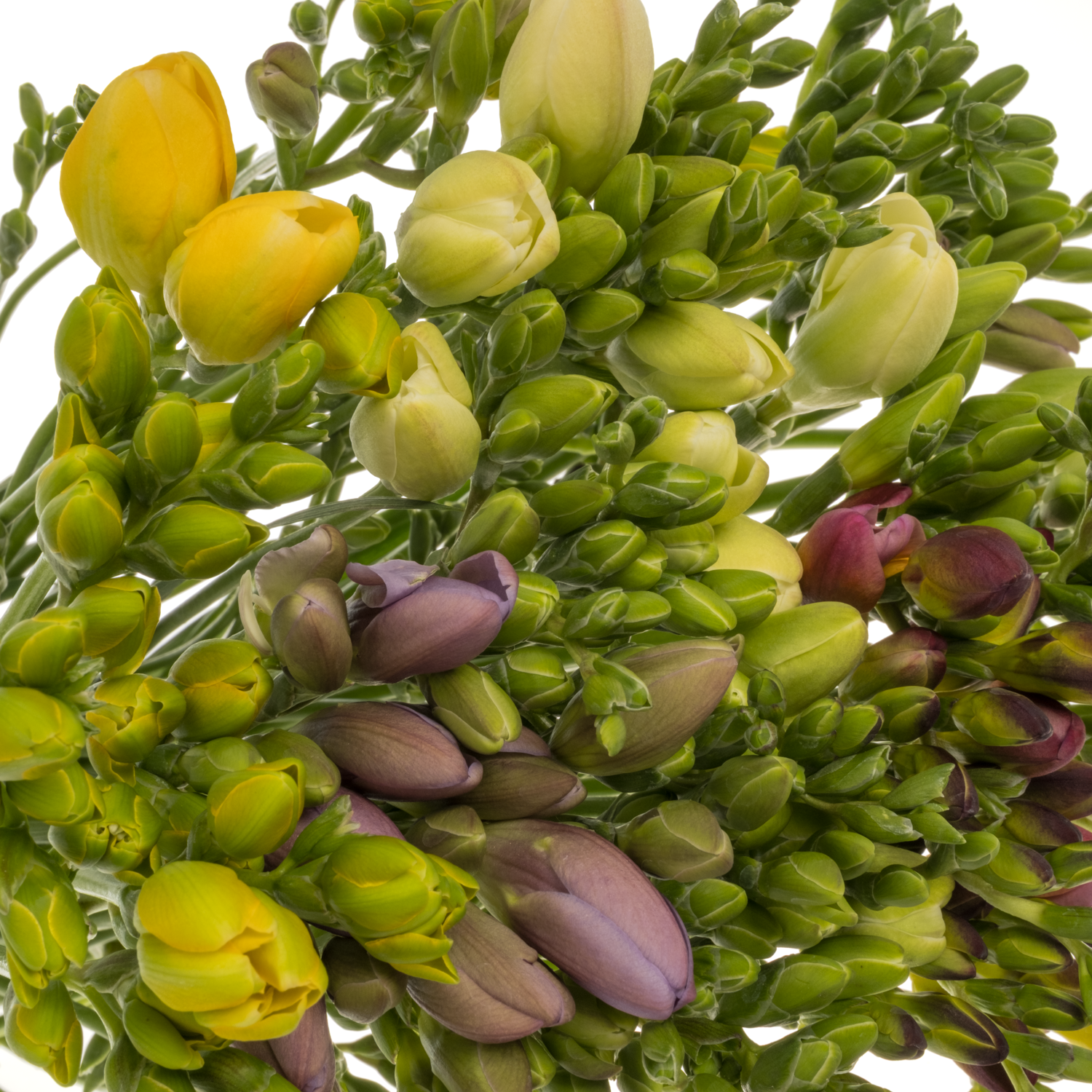 Freesie mix bos floweres 16 Gramm