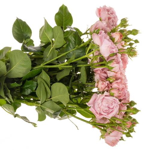 Rose verzweigt hell rosa Pink Flow 4+Blüte 70cm