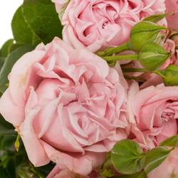 Rose verzweigt hell rosa Pink Flow 4+Blüte 70cm