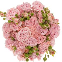 Rose verzweigt hell rosa Pink Flow 4+Blüte 70cm