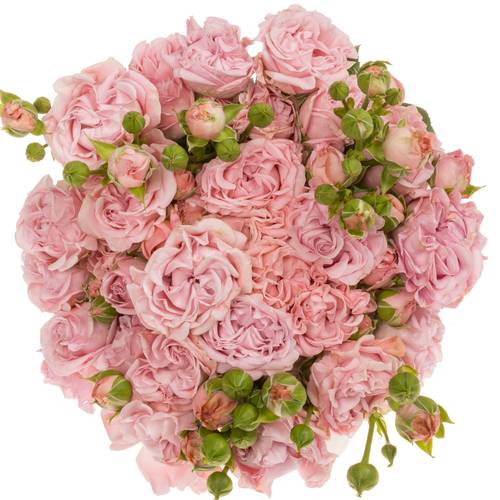 Rose verzweigt hell rosa Pink Flow 4+Blüte 70cm