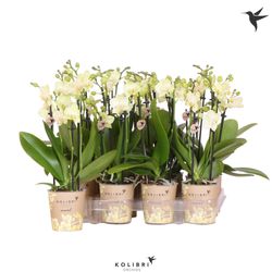Phal.3-R gelb Kolibri T09 H40