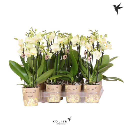 Phal.3-R gelb Kolibri T09 H40