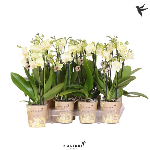 Phal.3-R gelb Kolibri T09 H40