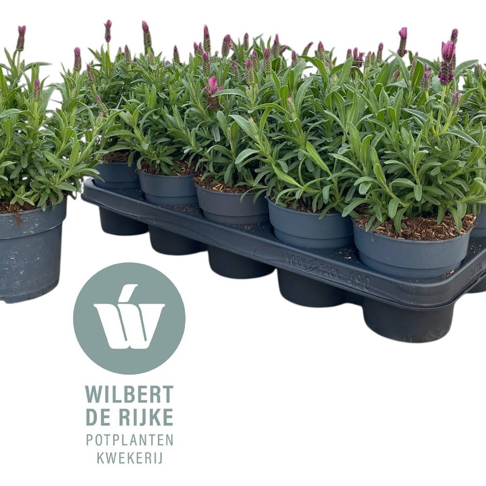 Lavendel Stoechas Early Pink T12 H030