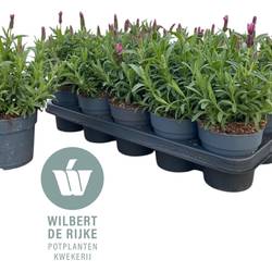 Lavendel Stoechas Early Pink T12 H030