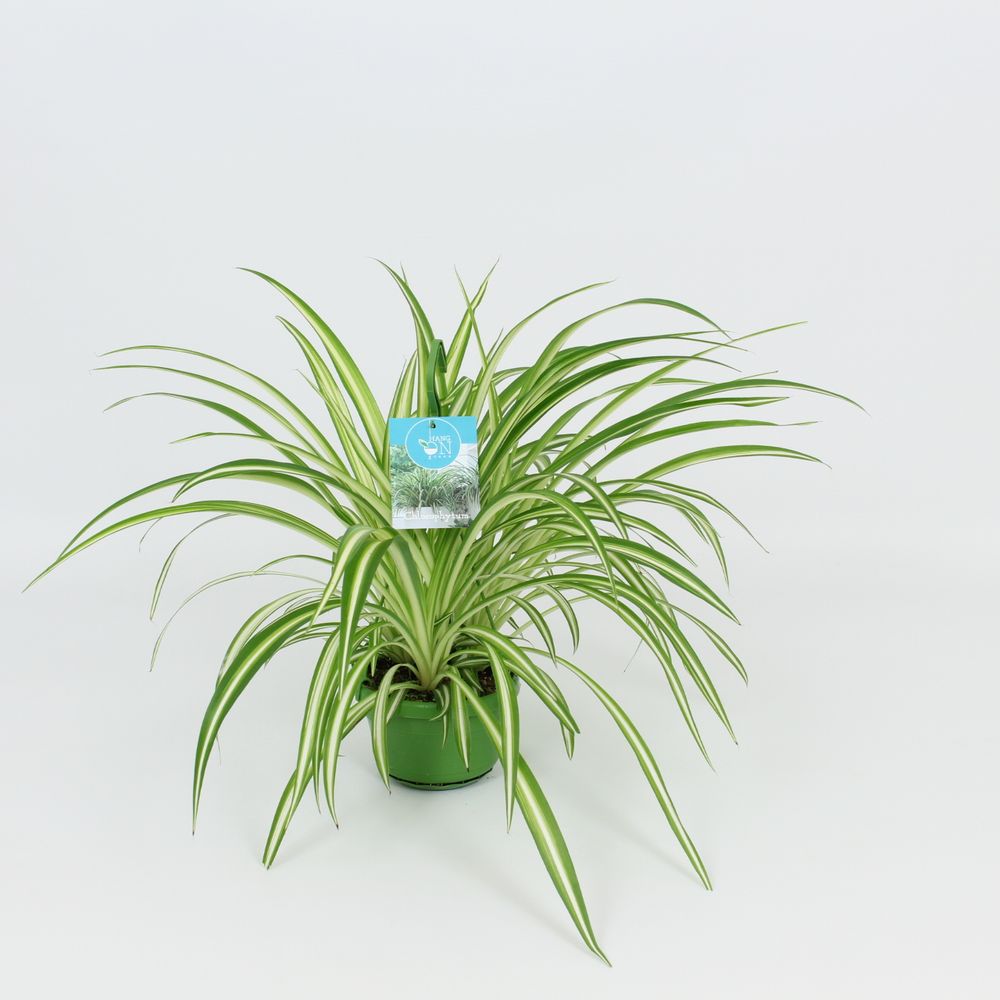 Chlorophytum Vitatum Ampel T14 H50