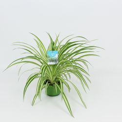 Chlorophytum Vitatum Ampel T14 H50