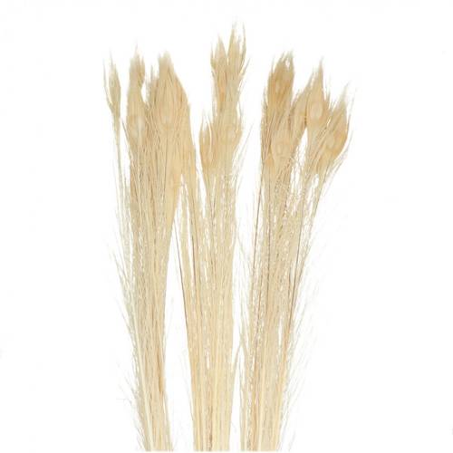 Pfauenfedern gebleicht L90cm
