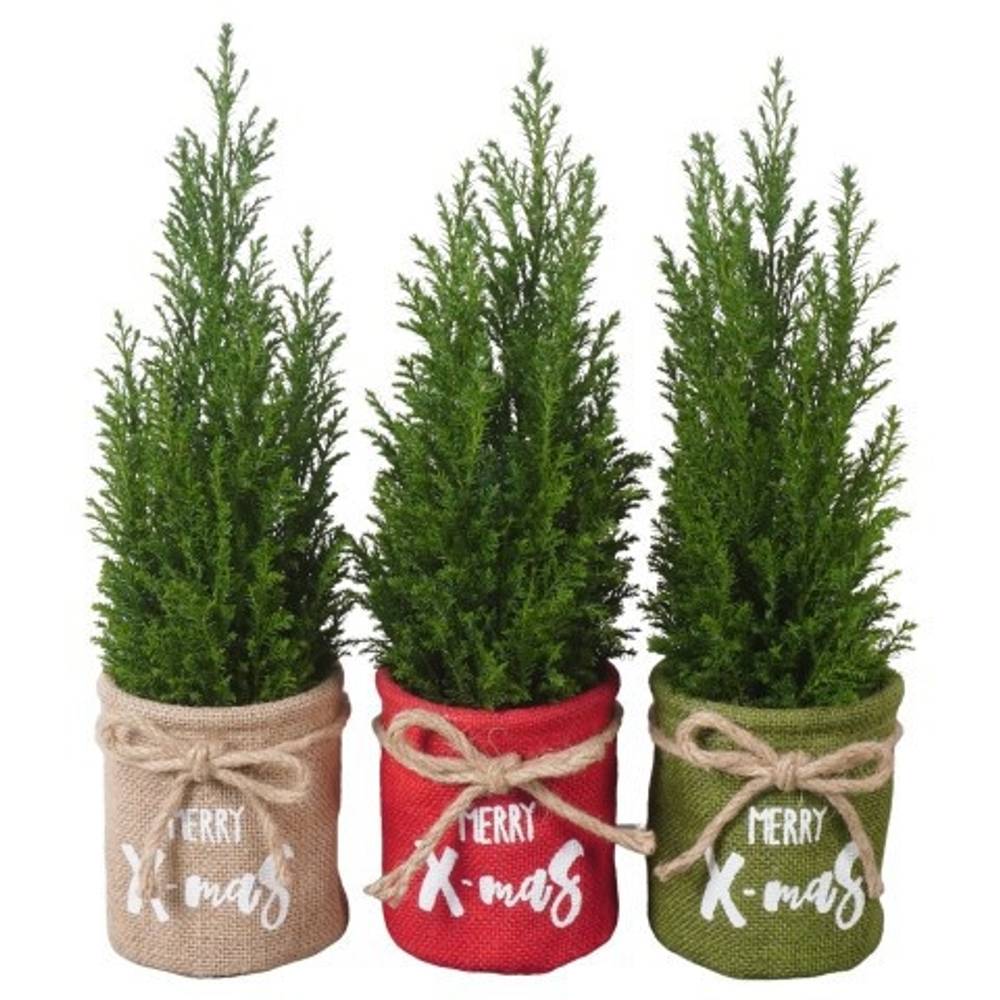 Chamaecyparis Ellwoodii mix Jute PTK25141 T09 H032