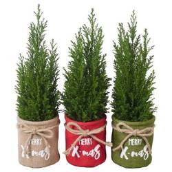 Chamaecyparis Ellwoodii mix Jute PTK25141 T09 H032