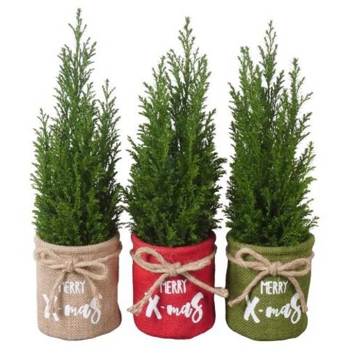 Chamaecyparis Ellwoodii mix Jute PTK25141 T09 H032