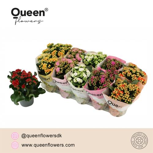 Kalanchoe Gef. mix Queen T12 H026