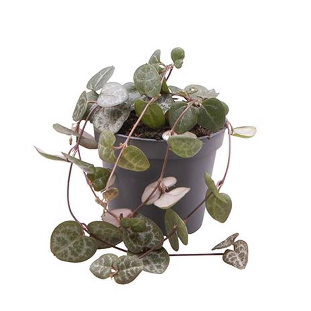 Ceropegia Woodii T06 H010