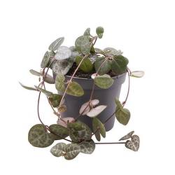 Ceropegia Woodii T06 H010