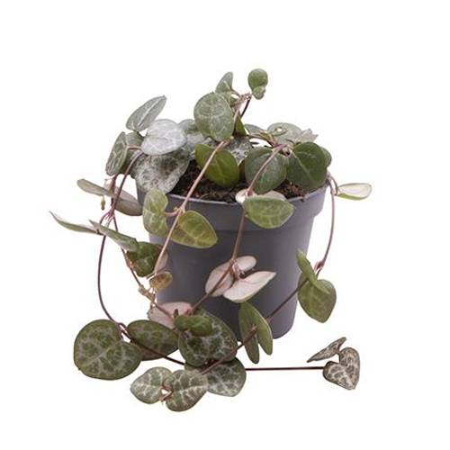 Ceropegia Woodii T06 H010